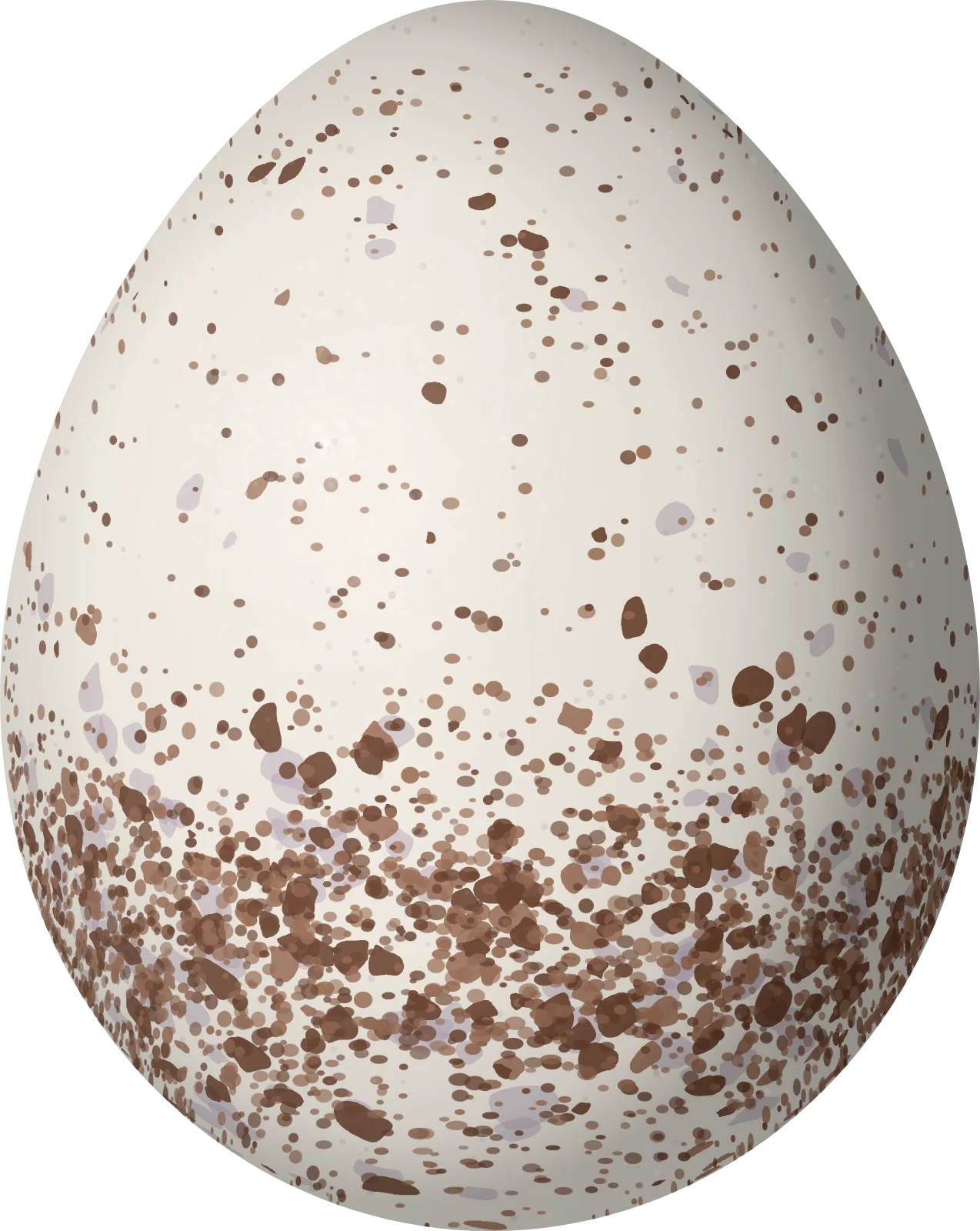 Illustration of a Southern Nightingale-Wren (Microcerculus marginatus) egg, 22.6 × 18 mm