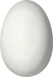 Illustration of a Spangled Coquette (Lophornis stictolophus) egg, 11.4 × 7.8 mm