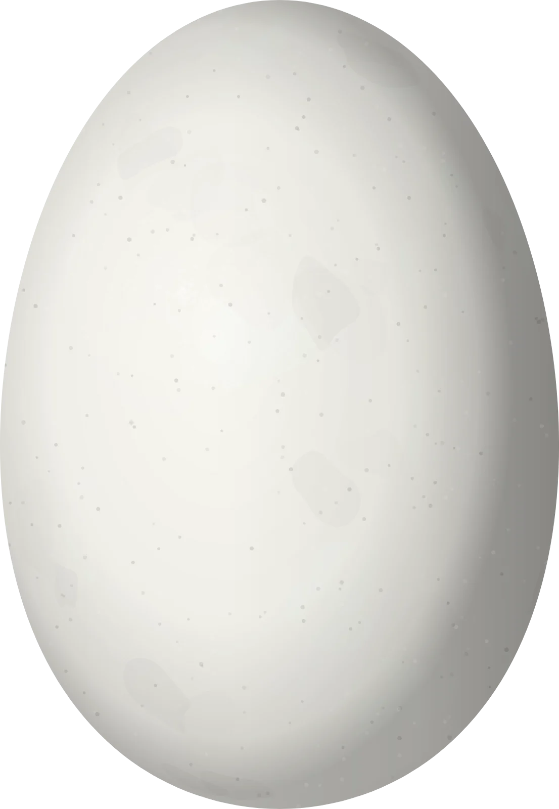Illustration of a Sparkling Violetear (Colibri coruscans) egg, 14.9 × 10.3 mm