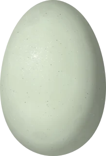 Spectacled Eider egg, 65.4 × 44.6 mm
