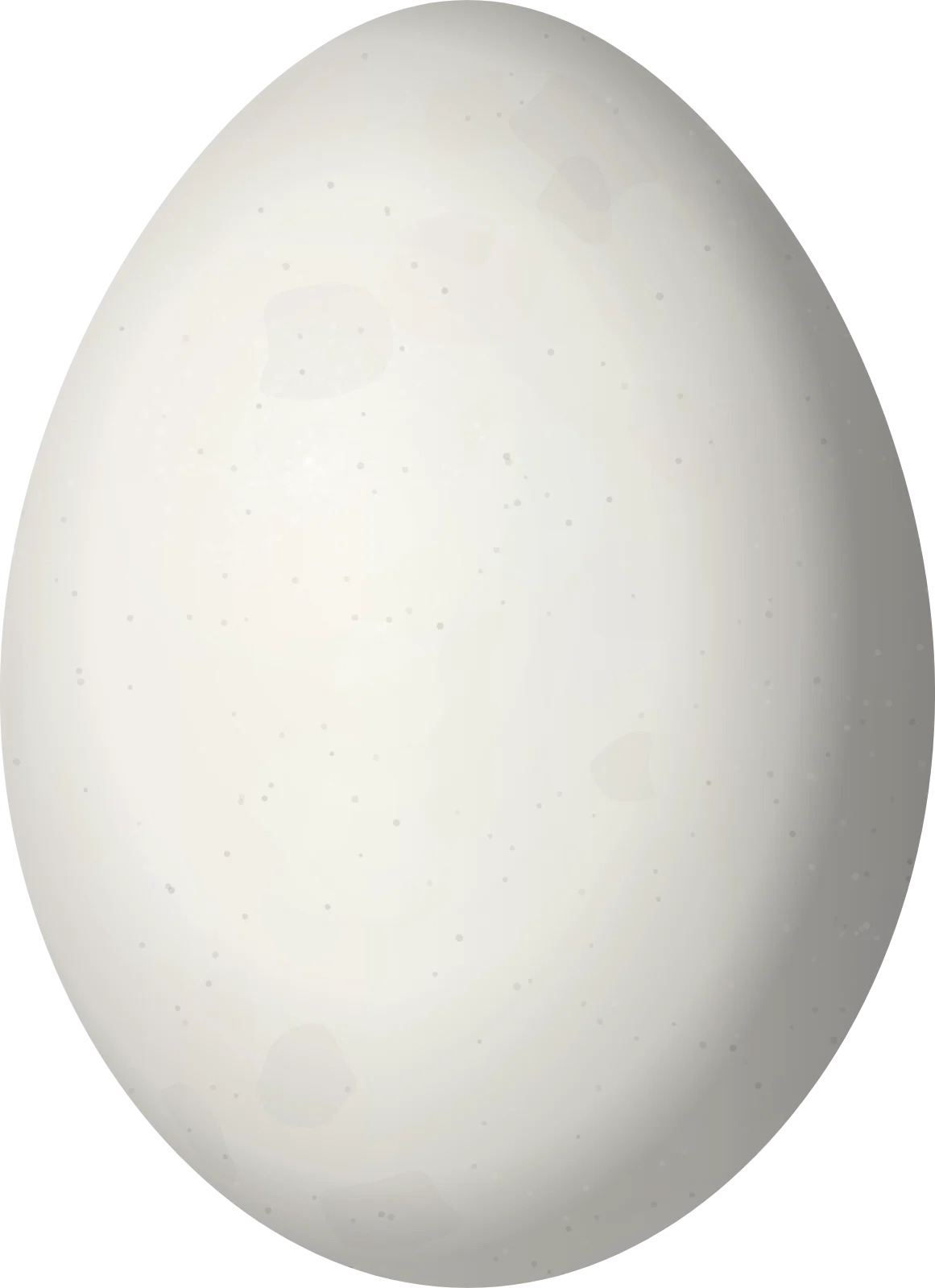 Illustration of a Spot-crowned Barbet (Capito maculicoronatus) egg, 22.6 × 16.4 mm