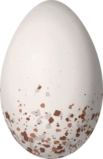 Illustration of a Spot-crowned Euphonia (Euphonia imitans) egg, 19.7 × 12.8 mm