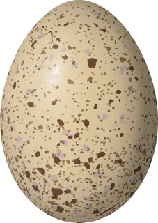 Illustration of a Spot-flanked Gallinule (Porphyriops melanops) egg, 41 × 29.1 mm