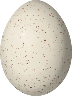 Illustration of a Spotted Rail (Pardirallus maculatus) egg, 33 × 25 mm