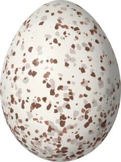 Spotted Towhee egg, 24.1 × 18 mm