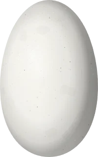 Illustration of a Steely-vented Hummingbird (Saucerottia saucerottei) egg, 14.4 × 9 mm