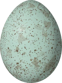 Steller's Jay egg, 31.5 × 23.37 mm