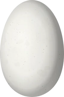 Illustration of a Streak-throated Hermit (Phaethornis rupurumii) egg, 14.2 × 9.4 mm