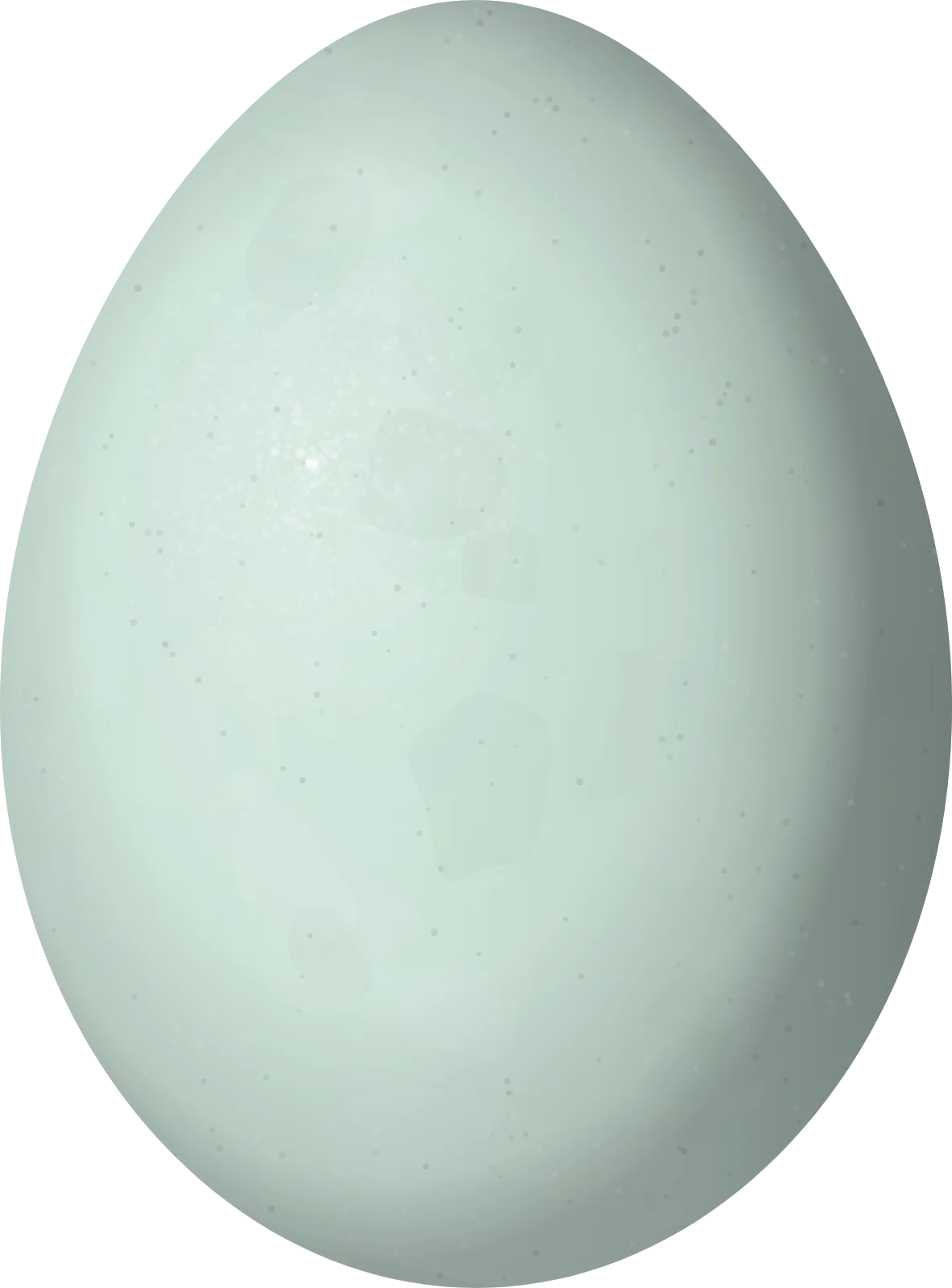 Illustration of a Striated Heron (Butorides striata) egg, 37.6 × 27.8 mm