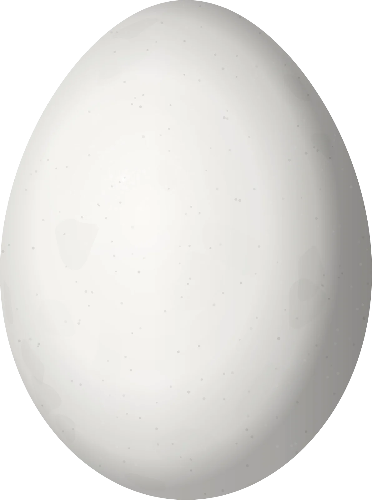Illustration of a Strickland's Woodpecker (Leuconotopicus stricklandi) egg, 23.9 × 17.8 mm