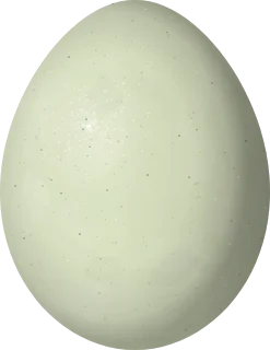 Illustration of a Stripe-backed Bittern (Botaurus involucris) egg, 33.2 × 25.6 mm