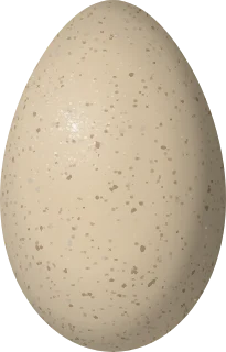 Illustration of a Stripe-backed Wren (Campylorhynchus nuchalis) egg, 25.6 × 16.4 mm