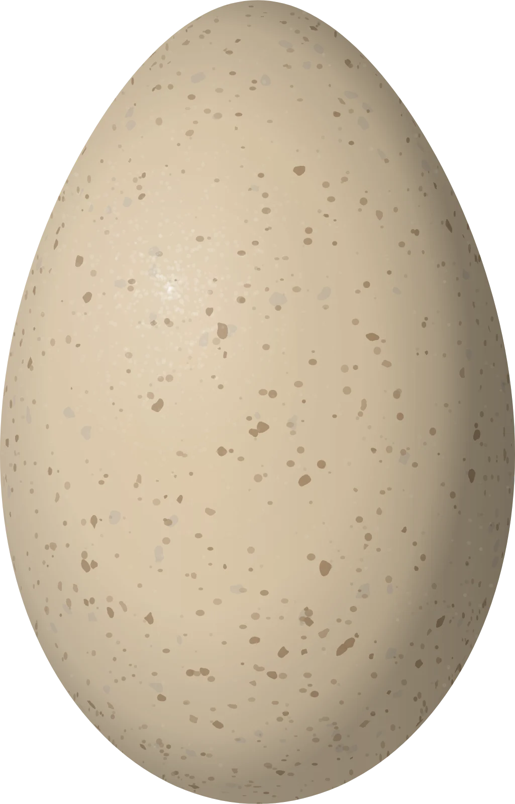 Illustration of a Stripe-backed Wren (Campylorhynchus nuchalis) egg, 25.6 × 16.4 mm