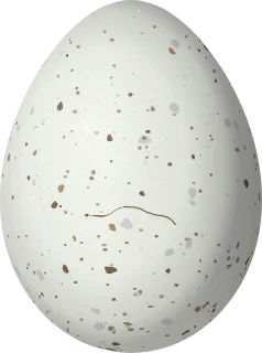 Illustration of a Stripe-tailed Yellow Finch (Sicalis citrina) egg, 18.4 × 13.7 mm