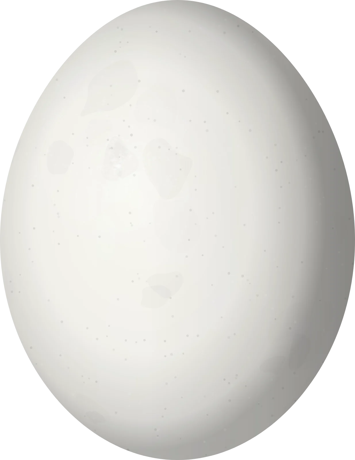 Illustration of a Sulphur-winged Parakeet (Pyrrhura hoffmanni) egg, 25.4 × 19.6 mm