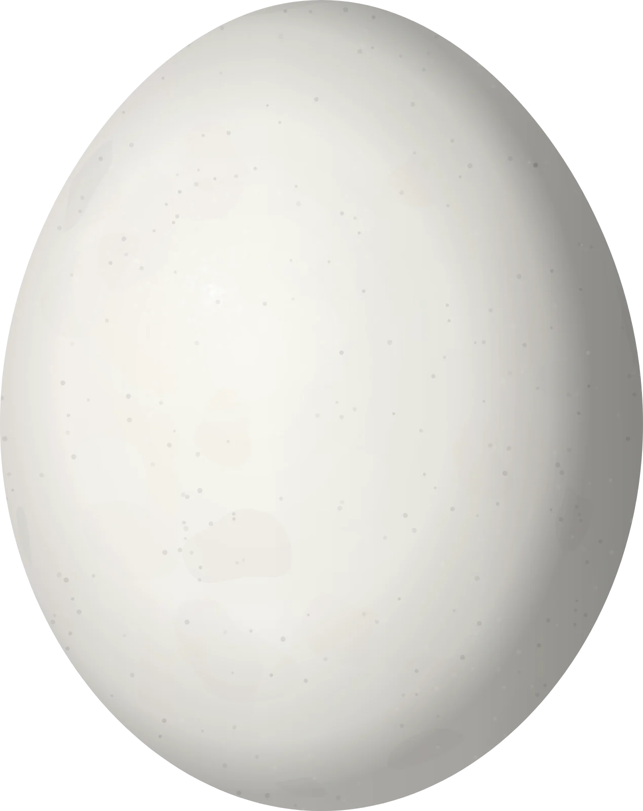 Illustration of a Sun Parakeet (Aratinga solstitialis) egg, 29 × 23 mm