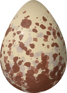 Surfbird egg, 42.7 × 31 mm