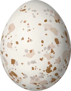 Swainson's Hawk egg, 56.5 × 44 mm