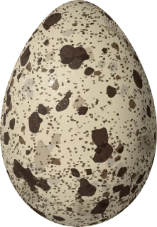 Illustration of a Swallow-tailed Gull (Creagrus furcatus) egg, 65.7 × 45.3 mm
