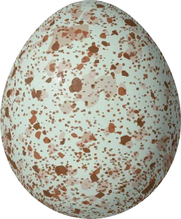Swamp Sparrow egg, 17.5 × 14.5 mm