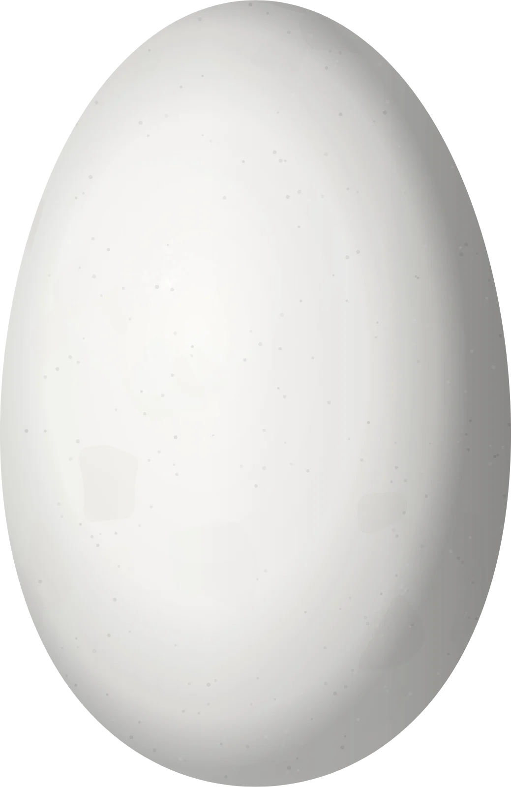 Illustration of a Talamanca Hummingbird (Eugenes spectabilis) egg, 15.4 × 10 mm