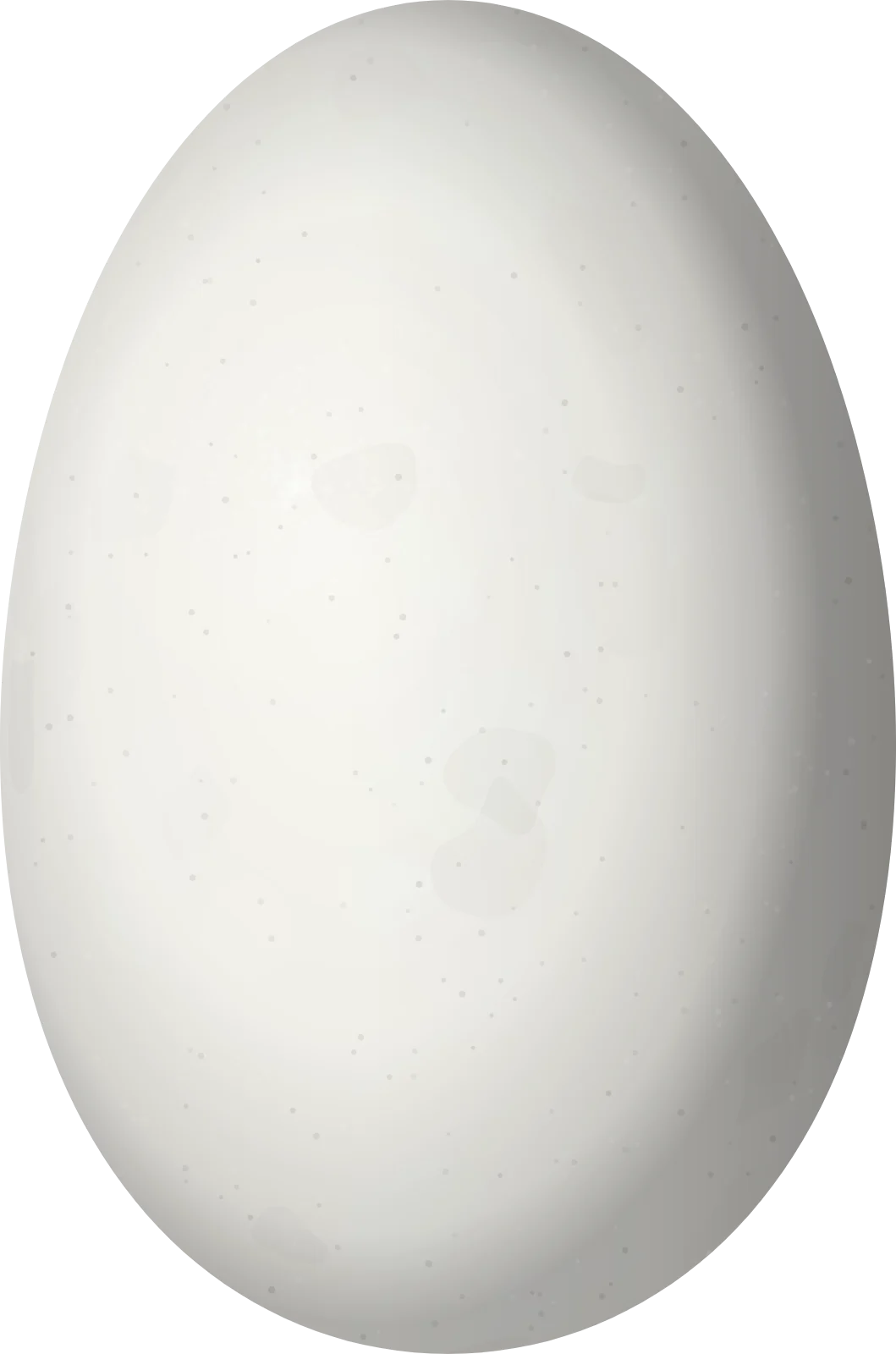 Illustration of a Tapajos Hermit (Phaethornis aethopygus) egg, 14.2 × 9.4 mm