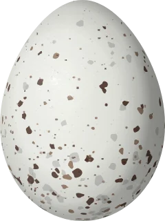 Illustration of a Tawny-bellied Seedeater (Sporophila hypoxantha) egg, 16.3 × 12.2 mm