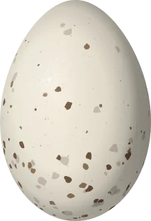 Thick-billed Kingbird egg, 26.3 × 18 mm