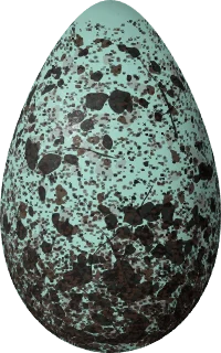 Illustration of a Thick-billed Murre (Uria lomvia) egg, 80 × 50 mm