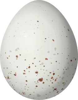 Illustration of a Thick-billed Siskin (Spinus crassirostris) egg, 17.2 × 13.5 mm
