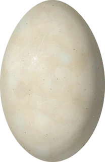 Illustration of a Titicaca Grebe (Rollandia microptera) egg, 51.6 × 33.6 mm