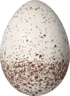 Illustration of a Tooth-billed Wren (Odontorchilus cinereus) egg, 20.4 × 14.9 mm