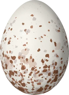 Townsend's Solitaire egg, 23.5 × 17.2 mm