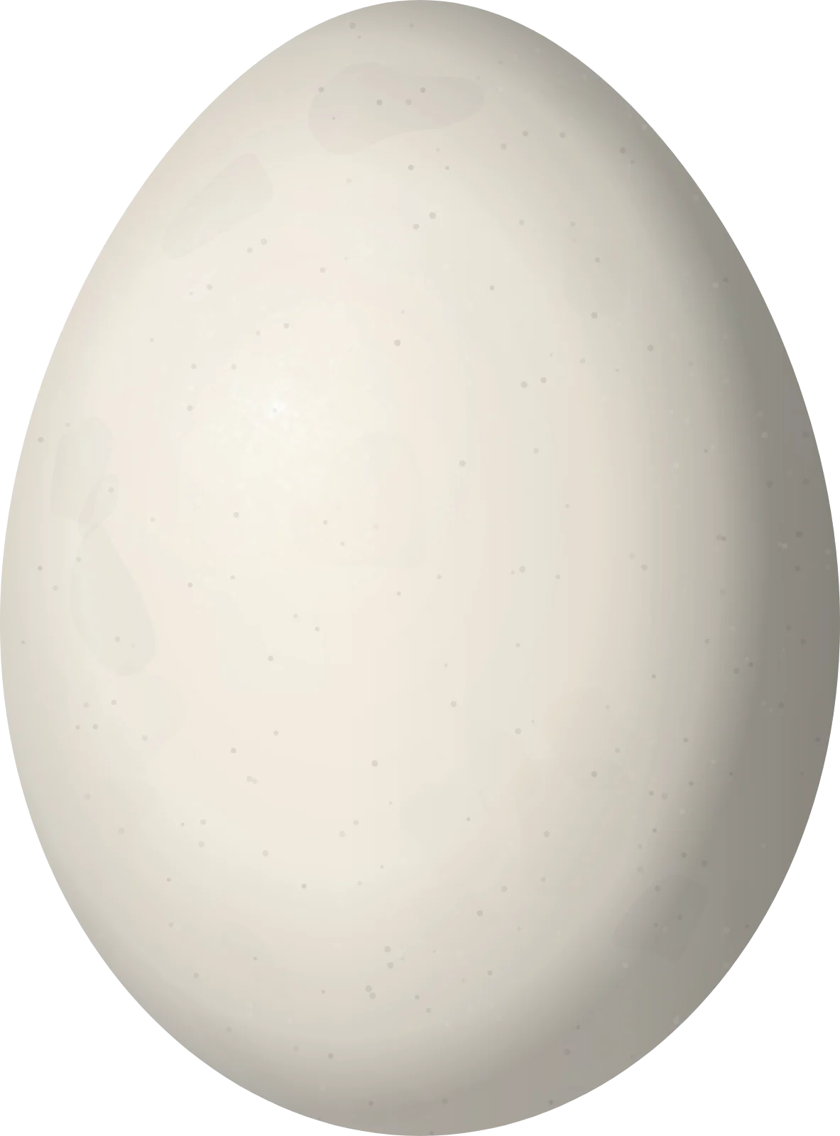 Illustration of a Trindade Petrel (Pterodroma arminjoniana) egg, 62.2 × 46 mm