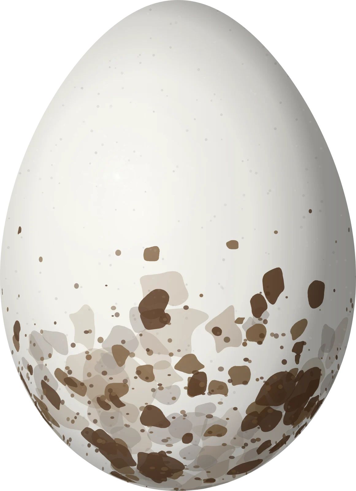 Illustration of a Tropical Kingbird (Tyrannus melancholicus) egg, 23.7 × 17.2 mm