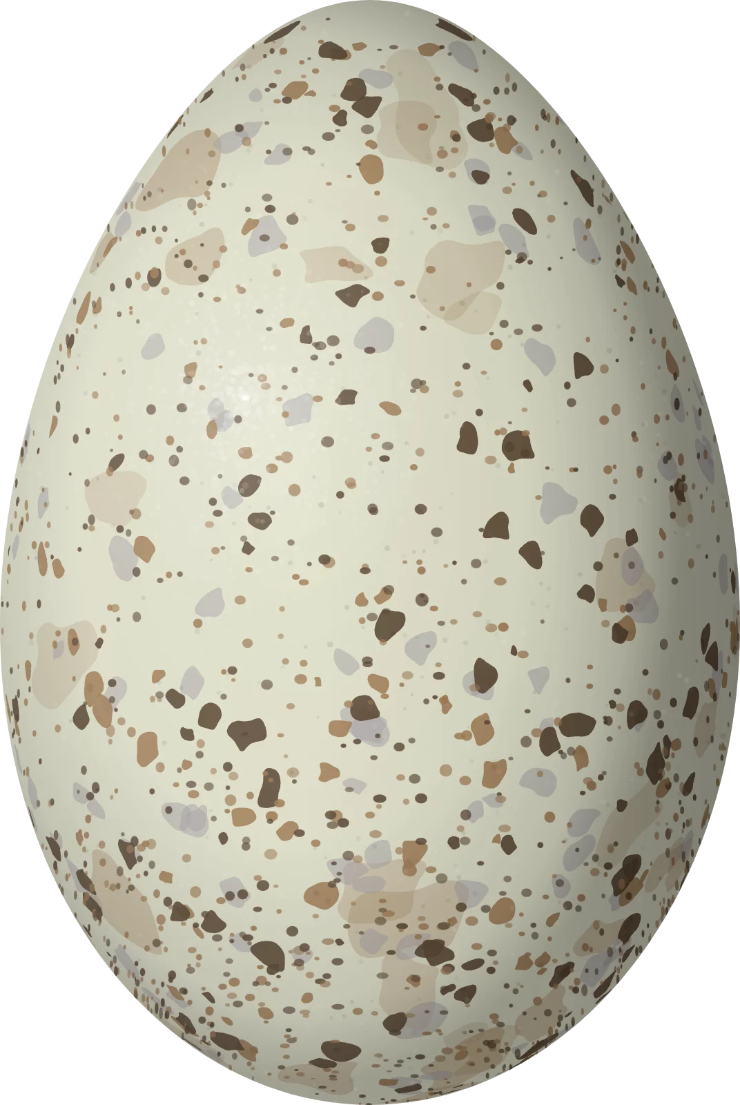 Illustration of a Tufted Jay (Cyanocorax dickeyi) egg, 36.72 × 24.6 mm