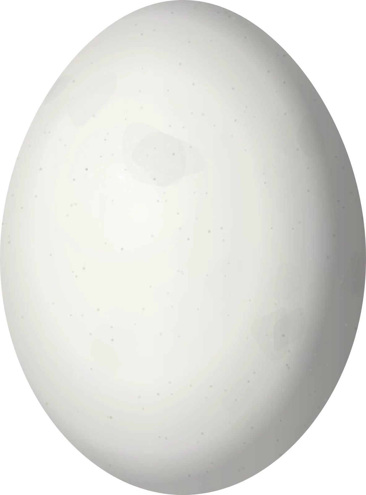 Illustration of a Tui Parakeet (Brotogeris sanctithomae) egg, 23 × 17 mm