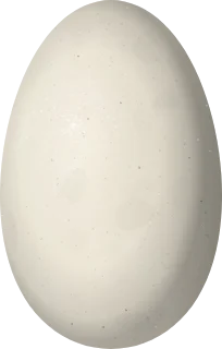 Tundra Swan egg, 106.9 × 68.2 mm