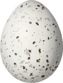 Illustration of a Turquoise Dacnis (Dacnis hartlaubi) egg, 17 × 13 mm