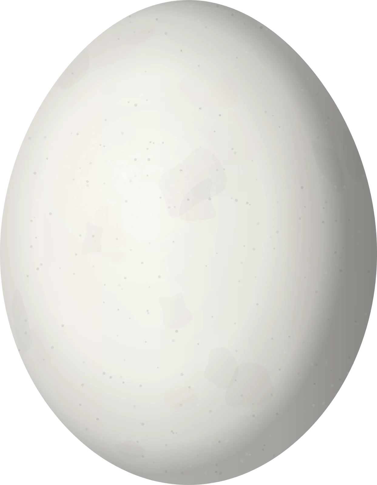 Illustration of a Turquoise-fronted Amazon (Amazona aestiva) egg, 38.1 × 29.6 mm