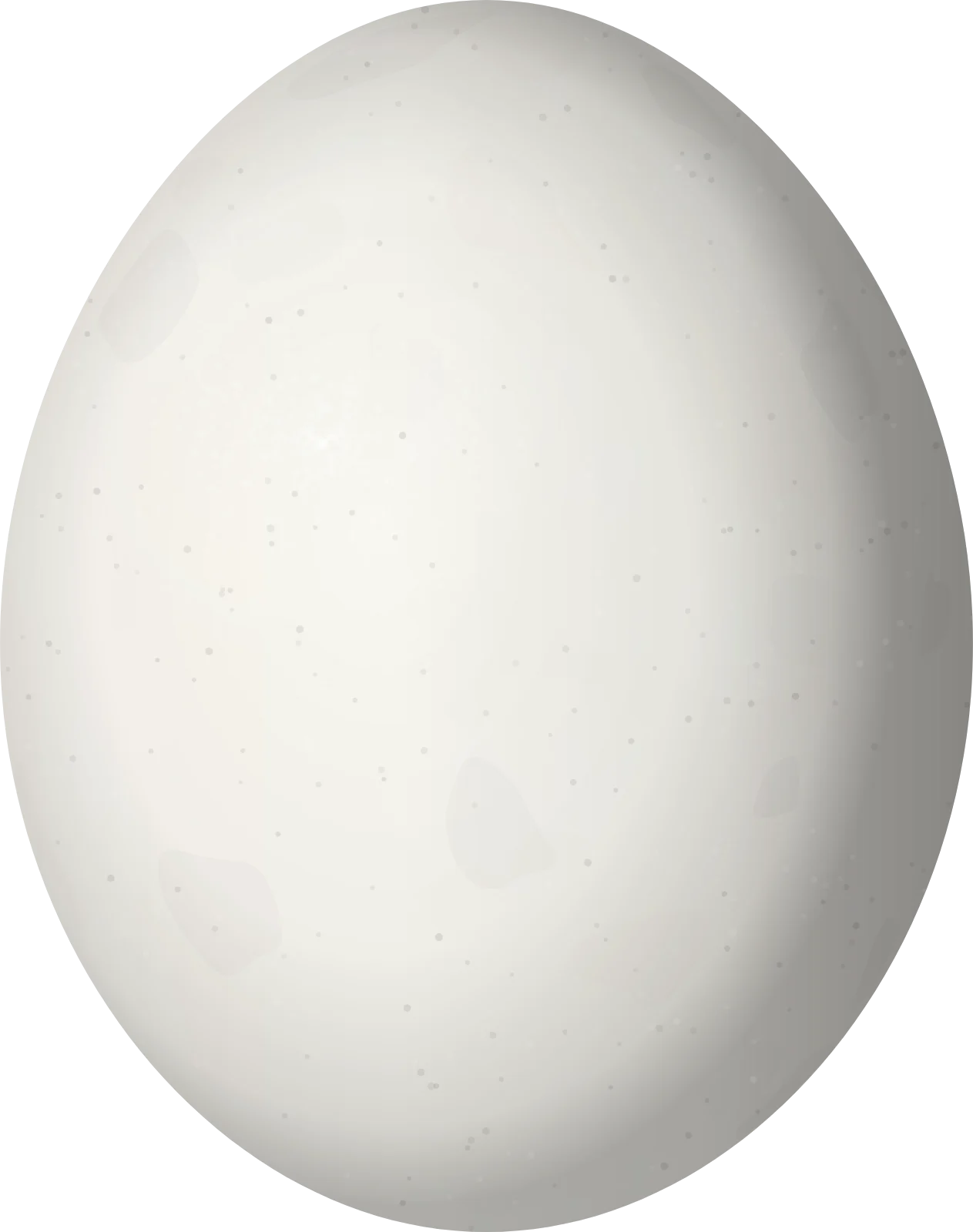 Illustration of a Turquoise-winged Parrotlet (Forpus spengeli) egg, 19 × 15 mm