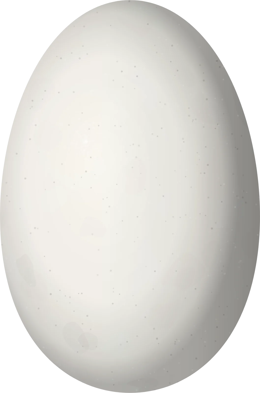 Illustration of a Tyrian Metaltail (Metallura tyrianthina) egg, 12.7 × 8.4 mm