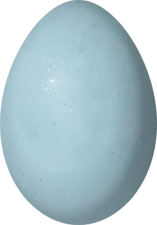 Varied Thrush egg, 30.5 × 21.3 mm
