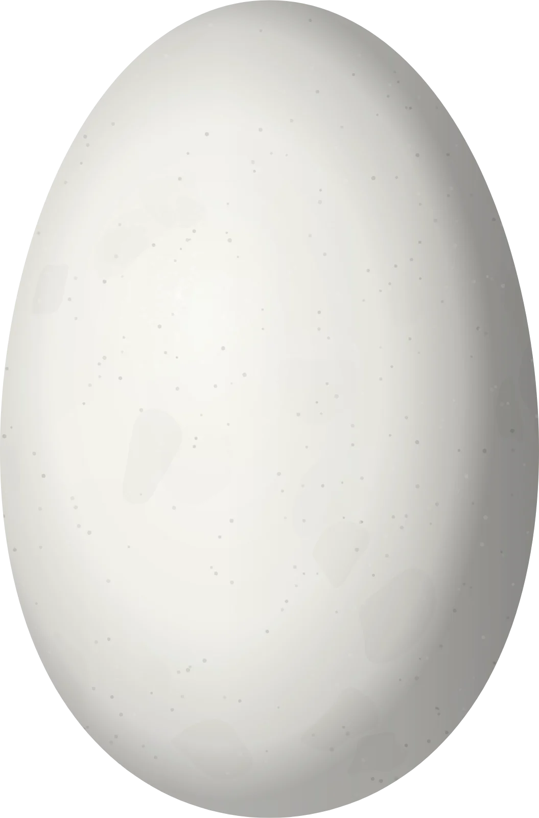 Illustration of a Venezuelan Sylph (Aglaiocercus berlepschi) egg, 13.5 × 8.9 mm