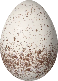 Illustration of a Veracruz Wren (Campylorhynchus rufinucha) egg, 23.1 × 16.4 mm