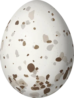 Vermilion Flycatcher egg, 17.4 × 13.1 mm