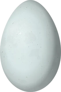 Illustration of a Village Weaver (Ploceus cucullatus) egg, 24.3 × 16.03 mm