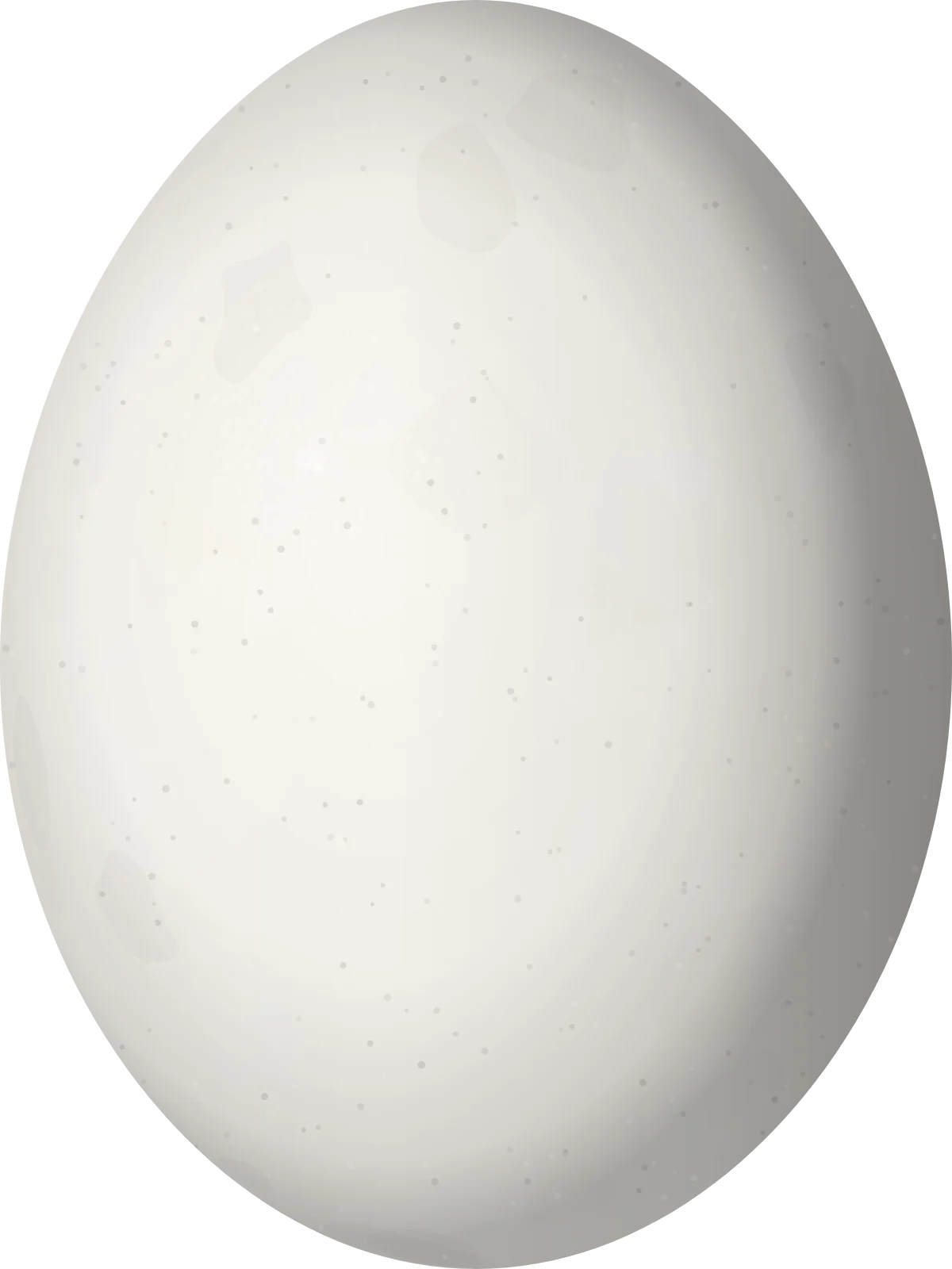 Illustration of a Vinaceous-breasted Amazon (Amazona vinacea) egg, 38 × 28.5 mm