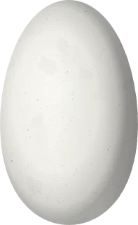 Illustration of a Violet-bellied Hummingbird (Chlorestes julie) egg, 13 × 8 mm