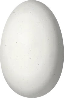Illustration of a Violet-headed Hummingbird (Klais guimeti) egg, 13.5 × 8.9 mm
